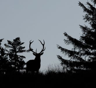 cerf silhouette DHackel