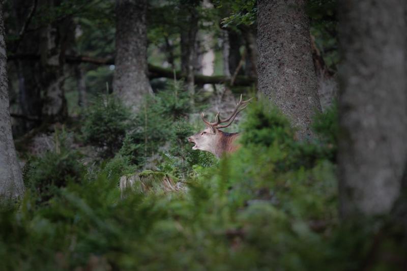 42246743 10217823278681976 7081746977649590272 n