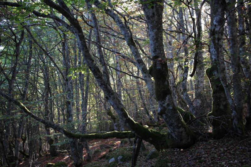 71868328 10215852887657173 7498225098734698496 o