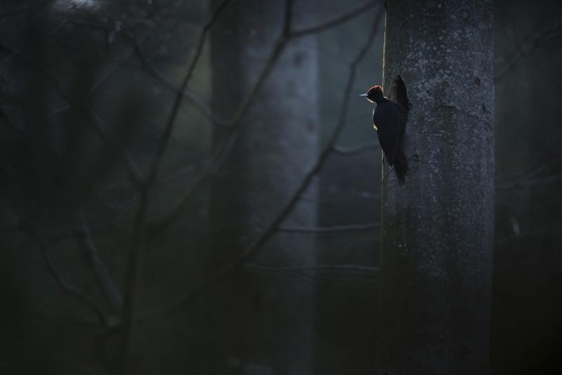 image 1371318 20240302 ob 1c5634 2019 03 vos aka6622x4500 0