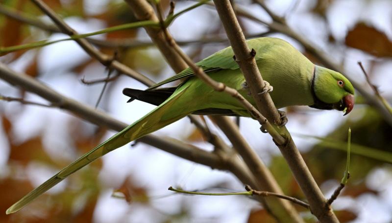 une sequence du film est dediee aux perruches a collier de la pep photo alexandre marchi 1704148971